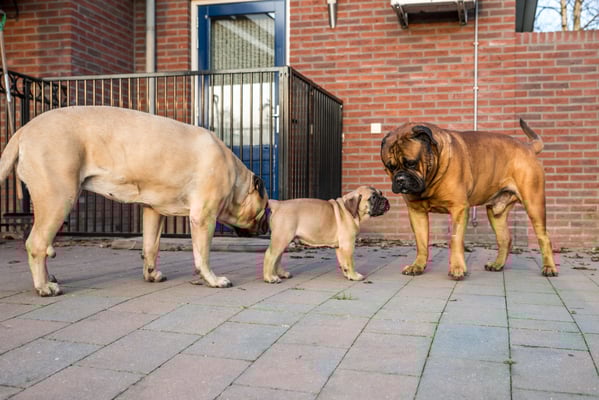 Tina, pupje Ramée (nest Dream) en Freek