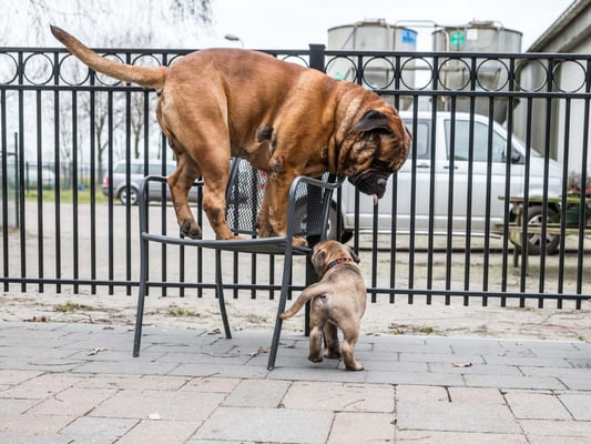 Freek :-)) en Beer van nest Dream