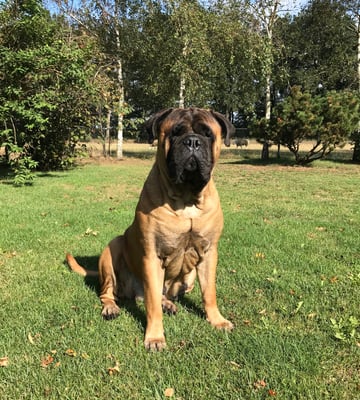 Onze lieve grote lummel Neeltje alweer 4,5 jaar. Augustus 2020.