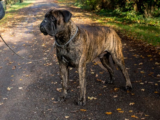 13 november 2018 (20 mnd oud)