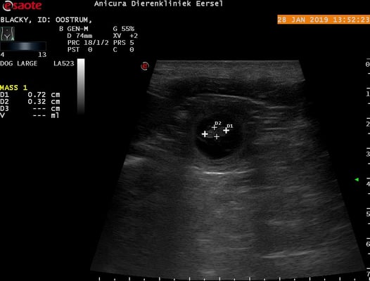 1 vrucht te zien met een afmeting van 7 mm x 3 mm
