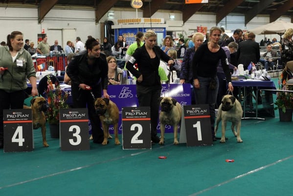 show Zwolle 2010, Beste teef, 1 Uitmuntend jeugdklasse jeugd CAC. Super mooie herinnering!