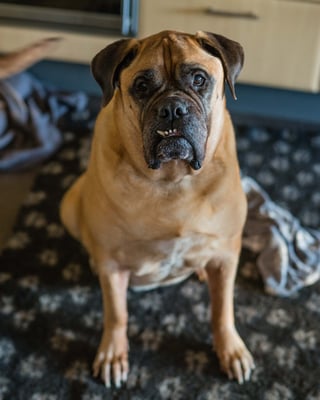 de laatste foto van Ruby op de camera. 19 januari 2019. Lief meisje van ons xx