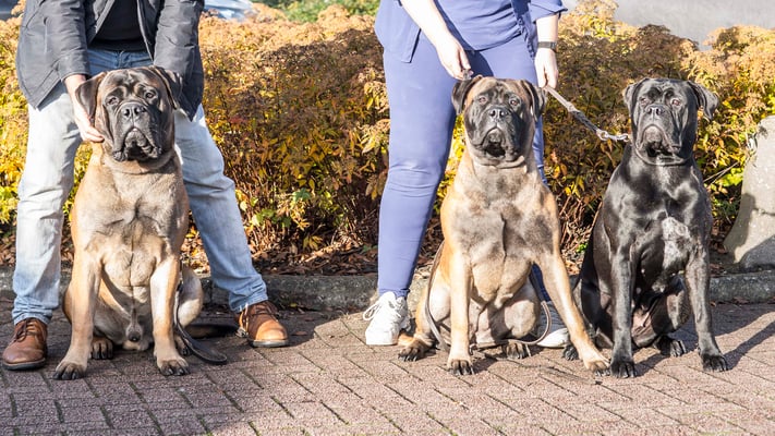 broer Bink, Stacey en Mini