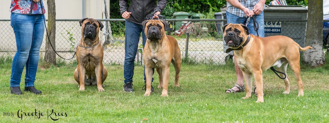 Neeltje en haar broers Beer en Ramée (nest Dream)