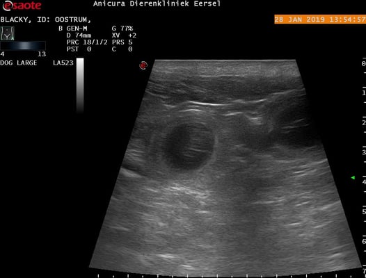 de bevestigende echo! Hierop zijn 2 vruchtzakjes te zien met een pupje erin.