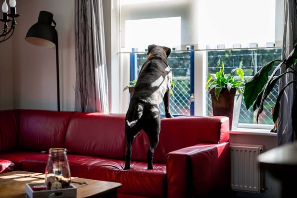 kijken wie er voorbij komt