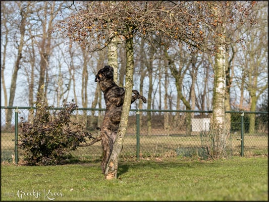 onze acrobaat probeert appeltjes uit de boom te halen :-))