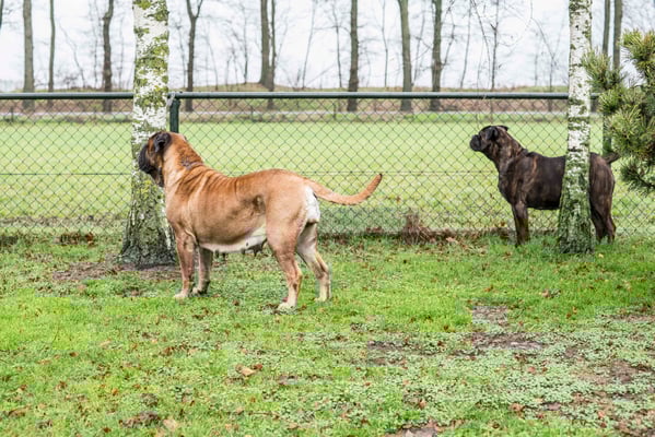 14 januari 2023 samen met Blacky