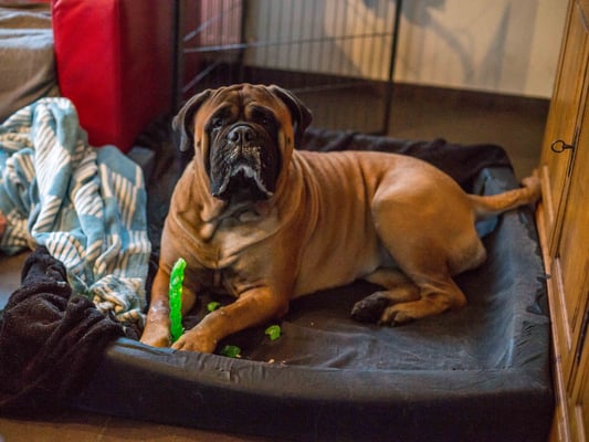 stoute Neeltje april 2018