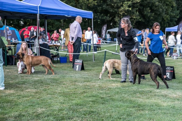 7 juli 19 dogshow Echt