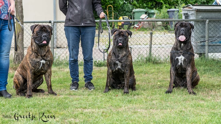 Sjors en zijn zus Kyra en broer Jake 15 mnd oud (nest edition)