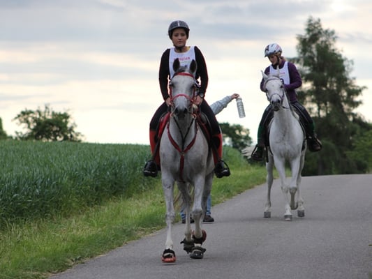 Distanzritt Altikon 2014 - Foto: Jenny Commons