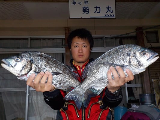 ４月５日　磯釣りで山田さん　良型チヌ４５．５㎝・４５㎝