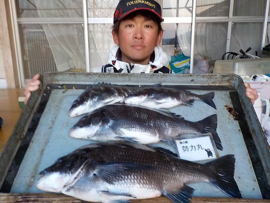 ４月４日　磯釣りで渡辺さん　良型チヌ４５．５㎝を頭に４匹
