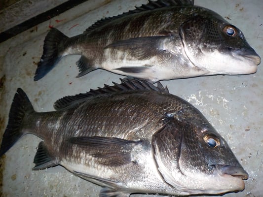 ３月４日　磯釣りで渡辺さん　チヌ２匹