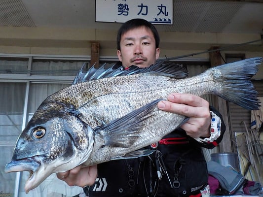 ４月５日　初めての松島の磯釣りで川口さん　ガバチヌ５３．５㎝を頭に３匹