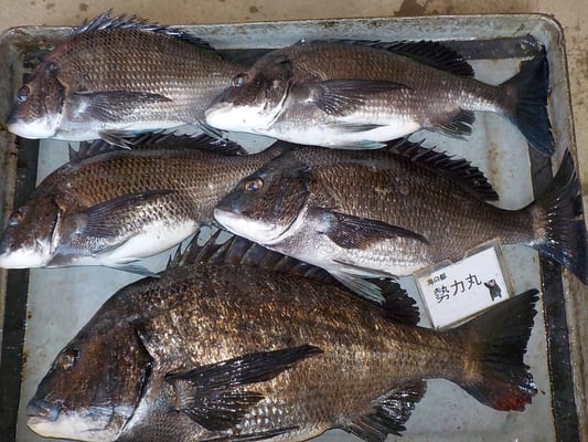 ４月２日　磯釣りで有田さん　ガバチヌ５３．７㎝を頭に５匹