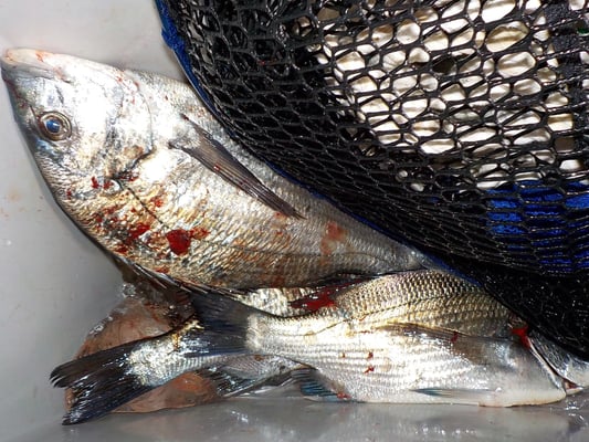 ４月５日　磯釣りで西本さん　チヌ、メイタ、アジ