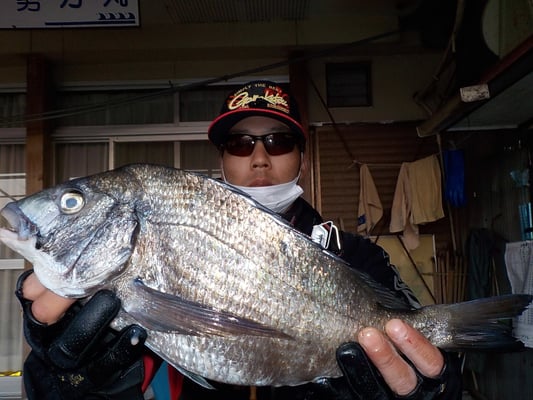 ４月２日　磯釣りで田口さん　チヌ４２㎝を頭に２匹