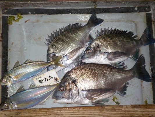 ４月３日　磯釣りで岩澤さん　チヌ４１㎝を頭に３匹　アジ２９㎝を頭に２匹