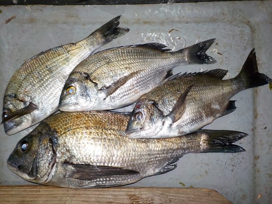 ４月３日　磯釣りで志垣さん　チヌ４２㎝を頭に４匹