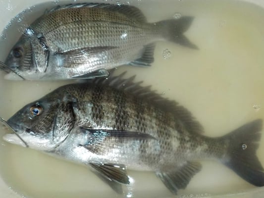 ３月６日　磯釣りで陣内さん　満﨑さん　チヌ４３．３㎝を頭に４匹　ガラカブ、４匹　アイナメ１匹