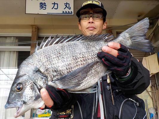 ４月２日　磯釣りで中川さん　ガバチヌ５０㎝を頭に３匹