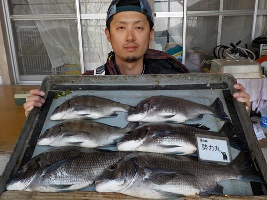 ４月３日　磯釣りで高本さん　チヌ４２㎝を頭に６匹