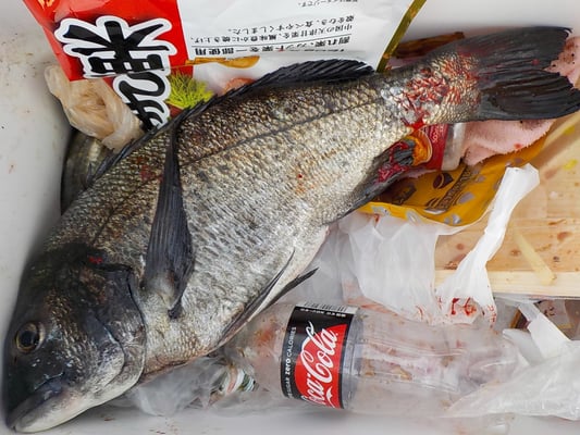 ４月５日　磯釣りで川添さん　良型チヌ４５㎝　アジ