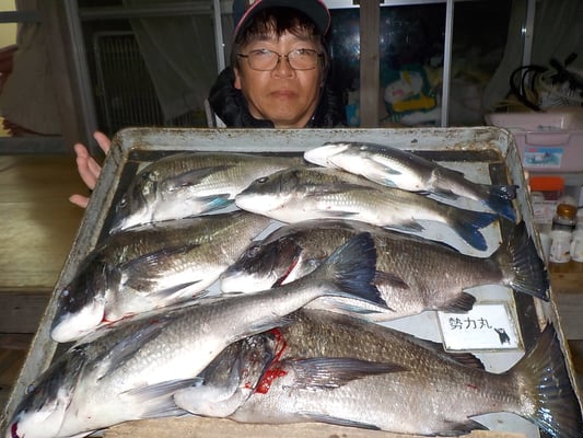 ４月１日　磯釣りで瀬口さん　良型チヌ４９㎝・４８㎝・４５㎝４３㎝・４２㎝メイタ２匹