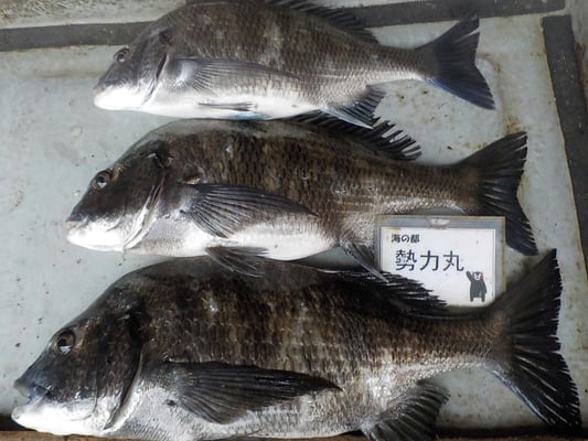 ４月８日　磯釣りで山口さん　チヌ４３．５㎝を頭に３匹