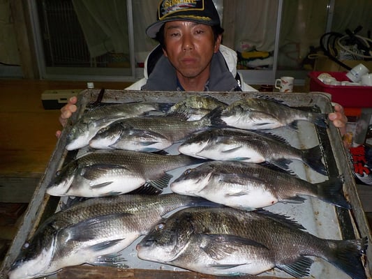 ４月２日　磯釣りで宮地さん　チヌ４３㎝を頭に９匹
