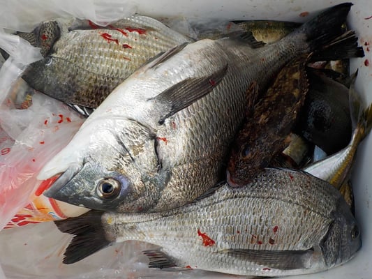 ４月５日　磯釣りで高見さん　チヌ、メイタ、クロ、アジ、ガラカブ