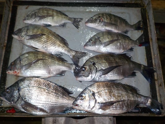 ４月１日　磯釣りで岩嶽さん　チヌ、メイタ８匹