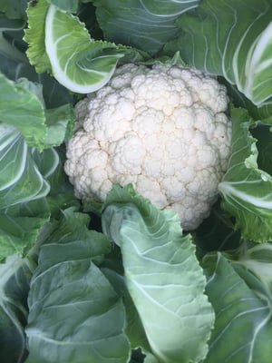 Chou-fleur de Grammond 