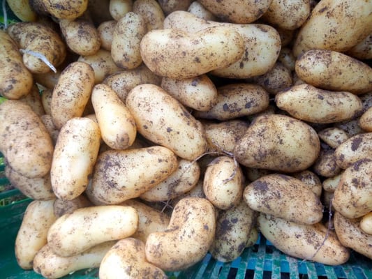 Pommes de terre nouvelles 
