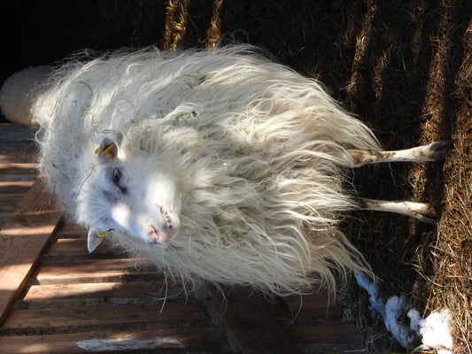 Moorschnucke, © Gero Weidlich