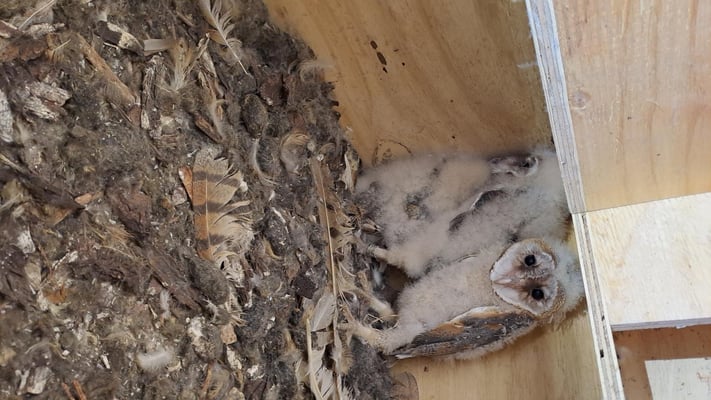 Schleiereule, Jungvögel ©Margareta Loscher