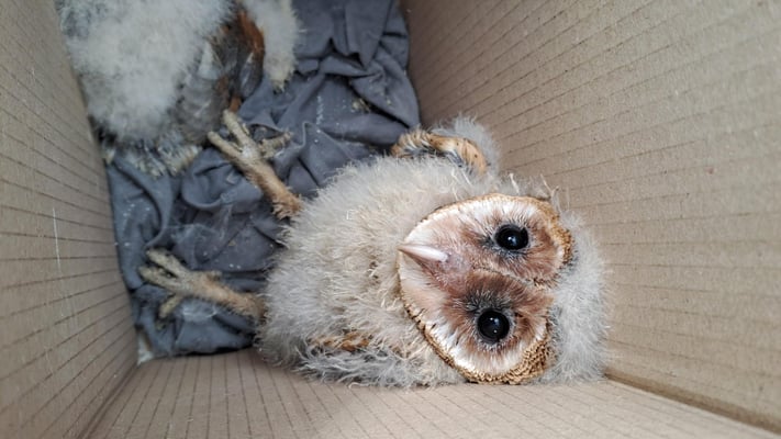 Schleiereule, Jungvogel ©Margareta Loscher