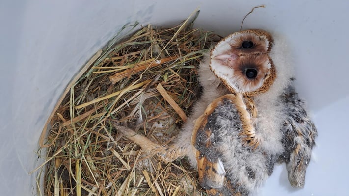 Schleiereule, Jungvogel ©Margareta Loscher
