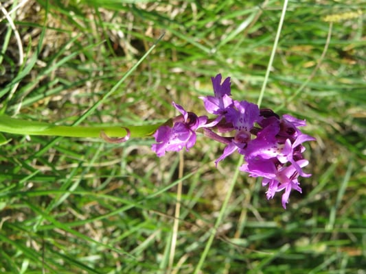 Prächtiges Knabenkraut, © Andrea Arends