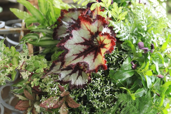 ハンギングバスケットワークショップ