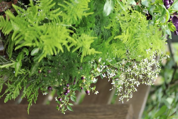 ハンギングバスケットワークショップ