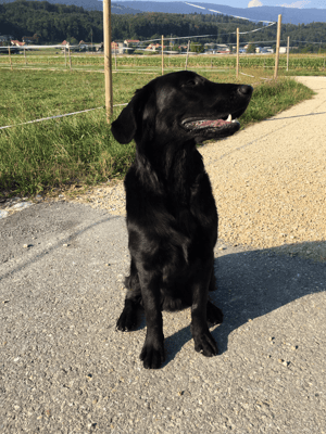 Jaro frisch getrimmt 