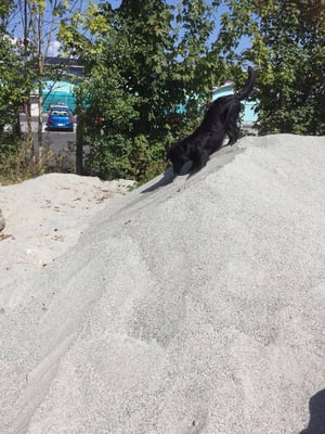Balou am arbeiten im Gartenbau