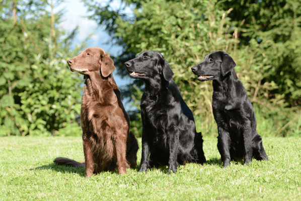 3 Generationen Kiri - Fée - Paige