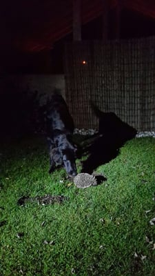 Floyd trifft einen Igel 