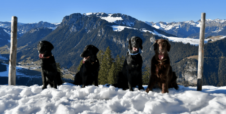 Phoebe Paige Jima Brownie 