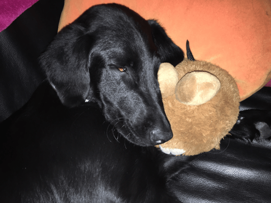 Paige immer mit Papabär